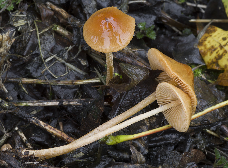 Conocybe rickeniana